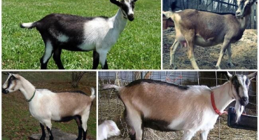 Popis a charakteristika alpských koz, plemenné znaky